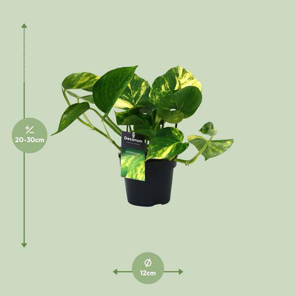 Efeutute Scindapsus Epipremnum Aureum Zimmerpflanze Ø12cm ↕25cm – pflegeleichte Grünpflanze für Wohnzimmer, Büro & helle Standorte kaufen – Plant