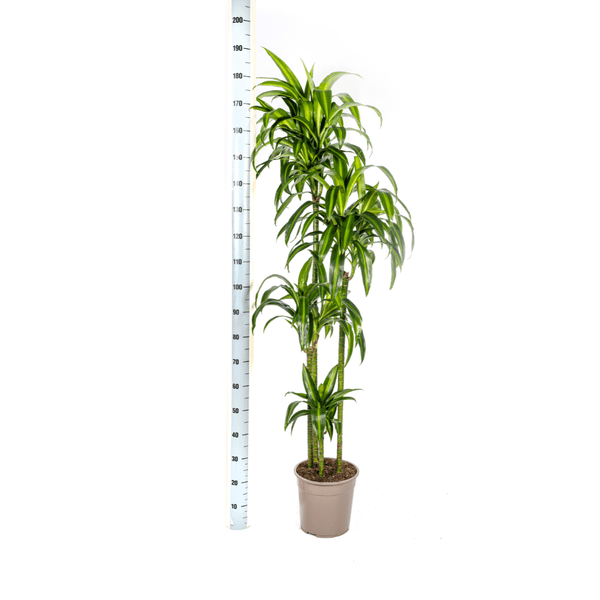Drachenbaum Dracaena Deremensis Hawaiian Sunshine – Zimmerpflanze – Ø27cm – Höhe 180cm – Tropischer Look & pflegeleicht – Plant