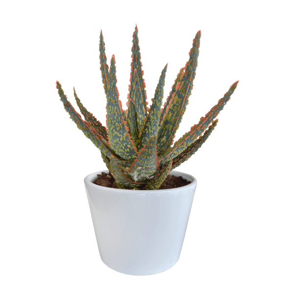 Aloe Zebrina Dannyz – Ø10,5cm Zimmerpflanze im weißen Topf – Sukkulente mit sternförmigen Blättern & orangefarbenen Akzenten – Plant