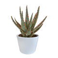 Aloe Zebrina Dannyz – Ø10,5cm Zimmerpflanze im weißen Topf – Sukkulente mit sternförmigen Blättern & orangefarbenen Akzenten – Plant