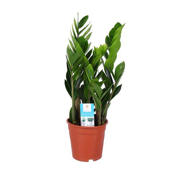 Glücksfeder – Zamioculcas Zamiifolia – Ø17cm – ca. 60cm hoch – pflegeleichte Zimmerpflanze für halbschattige Standorte – luftreinigende Grünpflanze – Plant