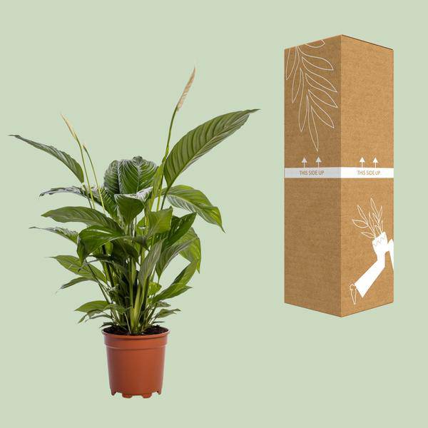 Einblatt – Spathiphyllum Bingo Cupido – Zimmerpflanze – Ø19cm – ↕80cm – Friedenslilie mit weißen Blüten – Pflegeleichte & luftreinigende Grünpflanze – Plant