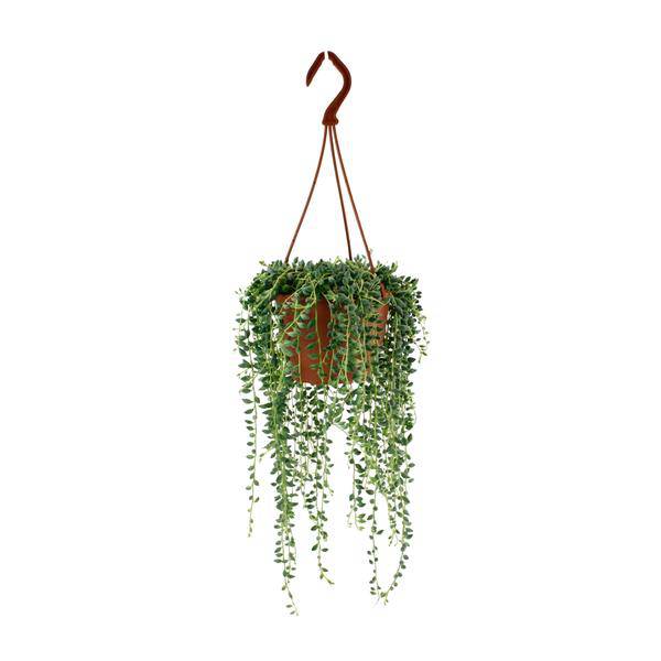 Erbsenpflanze Senecio Herreianus Zimmerpflanze Ø12cm ↕20cm – pflegeleichte Sukkulente für Wohnzimmer, Büro & helle Standorte kaufen – Plant