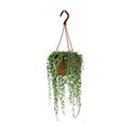 Erbsenpflanze Senecio Herreianus Zimmerpflanze Ø12cm ↕20cm – pflegeleichte Sukkulente für Wohnzimmer, Büro & helle Standorte kaufen – Plant