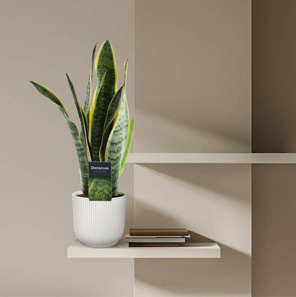 Sansevieria Laurentii – Bogenhanf – Zimmerpflanze – Pflegeleichte Grünpflanze – Luftreinigend – Exotische Blattschmuckpflanze – Ø12cm – ↕45cm – Plant