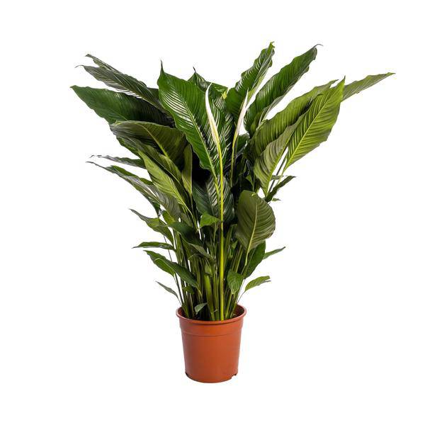 Einblatt Spathiphyllum Sweet Sebastiano Blanco – Ø24cm – ↕110cm – Pflegeleichte Friedenslilie mit weißen Blüten – Plant