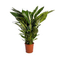 Einblatt Spathiphyllum Sweet Sebastiano Blanco – Ø24cm – ↕110cm – Pflegeleichte Friedenslilie mit weißen Blüten – Plant