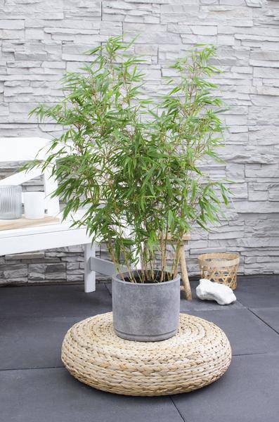 Schirmbambus Fargesia rufa Ø23cm ↕80cm – hochwertiges Produkt für Pflanzen, Garten, Zuhause, Dekoration & moderne Einrichtung – Plant