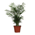 Mexikanische Bergpalme Chamaedorea elegans Zimmerpflanze Ø17cm ↕55cm – tropische Grünpflanze für Wohnzimmer, Büro & helle Standorte kaufen – Plant