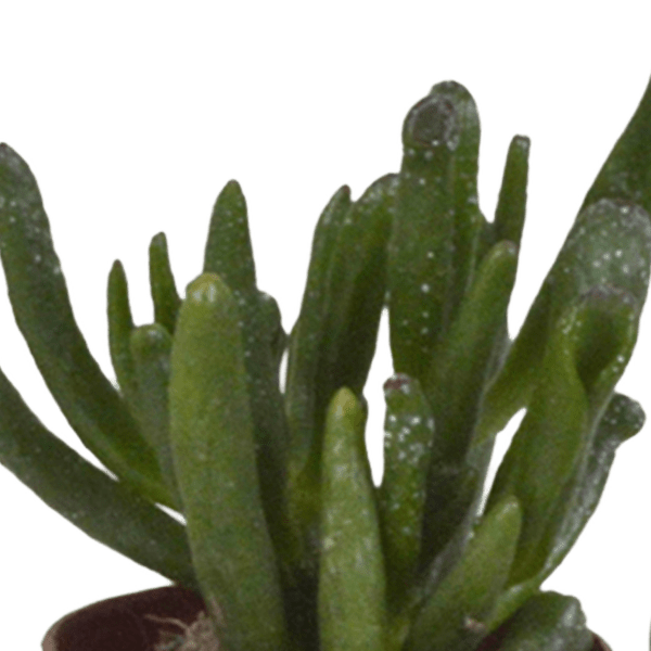 Sukkulenten Mix – Ø5,5cm – Bunte Zimmerpflanzen Mischung – Pflegeleichte & dekorative Mini Sukkulenten direkt vom Züchter – Plant