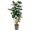 Fiederaralie – Polyscias Fabian – Zimmerpflanze – 130cm – Ø24cm – Elegante Grünpflanze mit runden Blättern – Plant