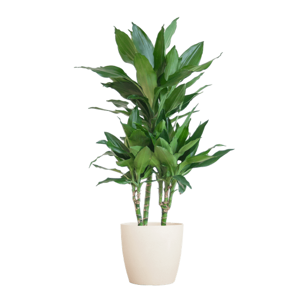 Dracaena Janet Lind 95cm – Drachenbaum Zimmerpflanze Ø21cm im weißen Viber Topf – pflegeleichte luftreinigende Grünpflanze für Wohnzimmer und Büro – Plant