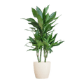 Dracaena Janet Lind 95cm – Drachenbaum Zimmerpflanze Ø21cm im weißen Viber Topf – pflegeleichte luftreinigende Grünpflanze für Wohnzimmer und Büro – Plant