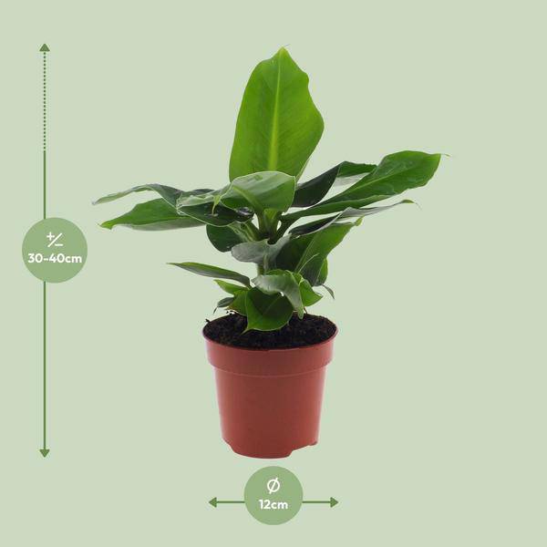 Bananenbaum Musa Oriental Dwarf Zwergbanane – Zimmerpflanze – Ø12cm 35cm Höhe – tropisch & pflegeleicht – Plant