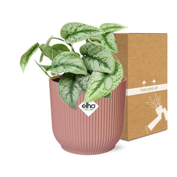 Efeutute Scindapsus Pictus Trebie Zimmerpflanze Ø12cm Ø14cm – pflegeleichte Grünpflanze für Wohnzimmer, Büro & helle Standorte kaufen – Plant