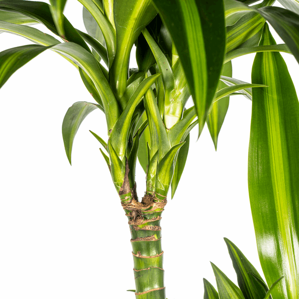 Dracaena Deremensis Hawaiian Sunshine – Drachenbaum – Ø24cm – ↕130-150cm – Tropische Zimmerpflanze mit gelb – grünen Blättern – Plant