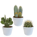 Sukkulenten & Kakteen Mix 3 Pflanzen Ø10,5cm – pflegeleichtes Pflanzen Set für Urban Jungle, Fensterbank, Wohnzimmer & Büro – Plant