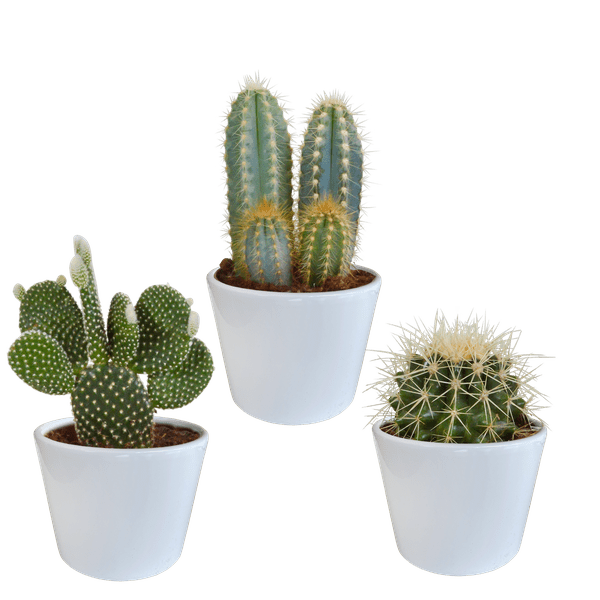 Sukkulenten & Kakteen Mix 3 Pflanzen Ø10,5cm – pflegeleichtes Pflanzen Set für Urban Jungle, Fensterbank, Wohnzimmer & Büro – Plant