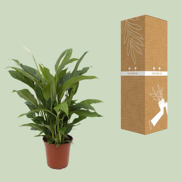 Einblatt Spathiphyllum Torelli Zimmerpflanze Ø17cm ↕65cm – pflegeleichte Grünpflanze für Wohnzimmer, Büro & helle Standorte kaufen – Plant