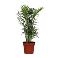 Mexikanische Bergpalme Chamaedorea Elegans Zimmerpflanze Ø12cm ↕40cm – tropische Grünpflanze für Wohnzimmer, Büro & helle Standorte kaufen – Plant