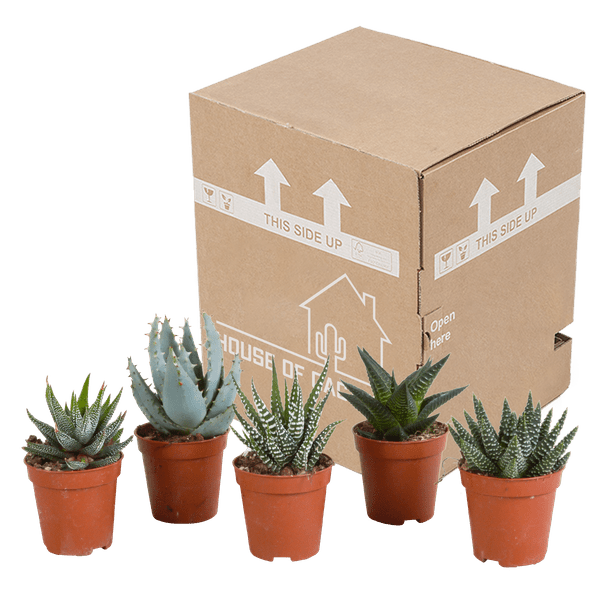 Sukkulenten Mix Gasteria & Haworthia – 5 Pflanzen – Ø5,5cm Zimmerpflanzen – Verschiedene Mini – Sukkulenten – Plant