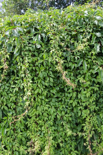 Wilder Wein Parthenocissus quinquefolia ‘Engelmannii’ Kletterpflanze Ø15cm ↕65cm – winterharte Pflanze für Garten, Balkon, Terrasse, Kübel & Beet – Plant