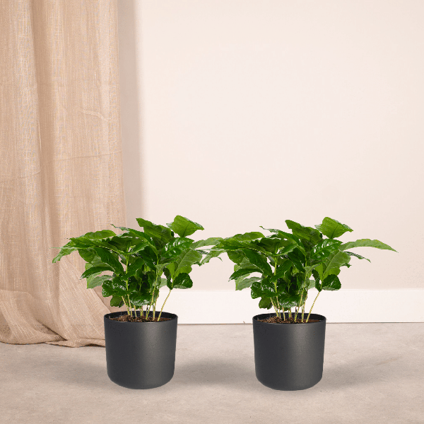 Kaffeepflanze – Coffea Arabica – Zimmerpflanze – Ø12cm – ca. 25cm hoch – 2 Pflanzen – exotische Pflanze mit glänzenden Blättern – Plant
