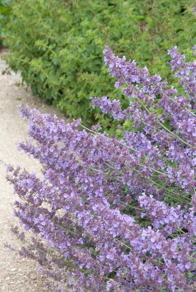Nepeta 'Walker's Low' – Katzenminze – Lavendelblaue Blüten – Silbergrünes Laub – Pflegeleichte Staude – Sonnig – Bienen & Schmetterlinge – Plant