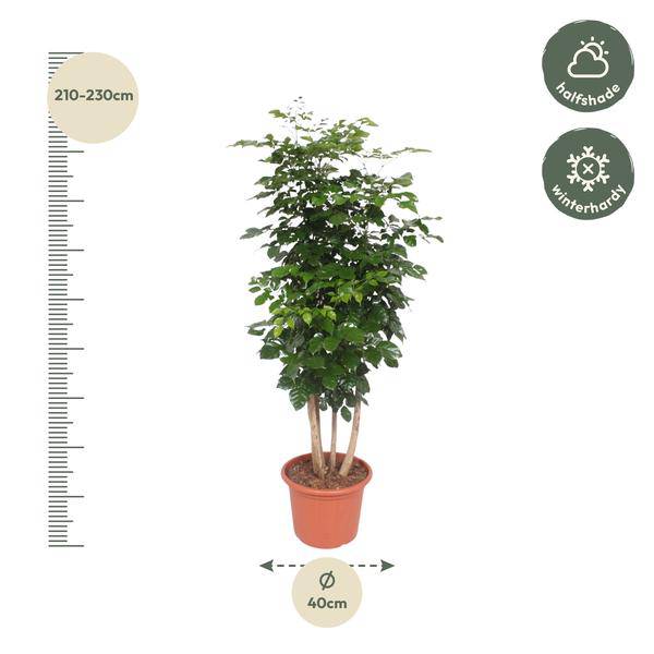 Trompetenbaum – Radermachera Hainanensis – Zimmerpflanze 190cm – Ø34cm – Immergrüne Grünpflanze mit glänzenden Blättern – Plant