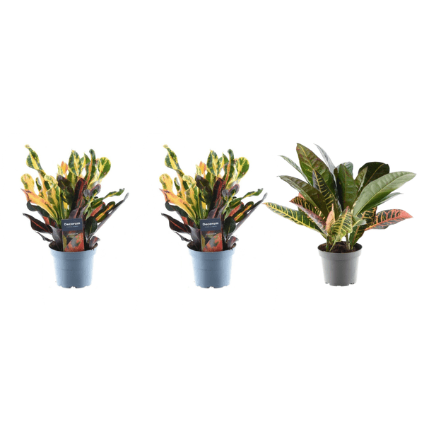 Croton Codiaeum Mix – 3 Pflanzen im Set – Wunderstrauch – Bunte Zimmerpflanzen – Exotische Blattschmuckpflanzen – Ø12cm – ↕30cm – Plant
