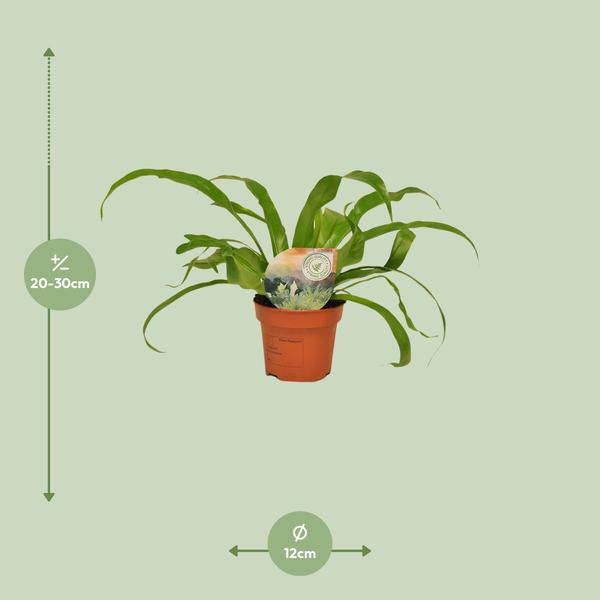 Nestfarn Asplenium Antiquum – Zimmerpflanze – Ø12cm – ↕30cm – Nierenfarn mit eleganten Wedeln – Plant