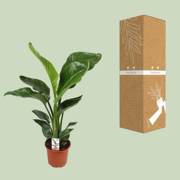 Baum – Strelitzie – Strelitzia Nicolai – Paradiesvogelblume – Ø17cm ↕70cm – tropische Zimmerpflanze mit exotischem Blattschmuck – Plant