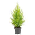 Zimmerzypresse – Cupressus Macrocarpa Goldcrest Wilma – Ø14cm ↕55cm – Elegante Konifere mit goldgelben Nadeln – Plant