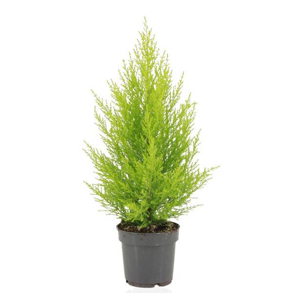 Zimmerzypresse – Cupressus Macrocarpa Goldcrest Wilma – Ø14cm ↕55cm – Elegante Konifere mit goldgelben Nadeln – Plant