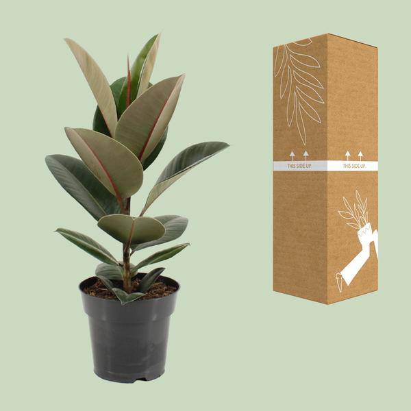 Gummibaum Ficus Elastica Robusta – Ø17cm – ↕55cm – Pflegeleichte Zimmerpflanze mit großen, glänzenden Blättern – Plant
