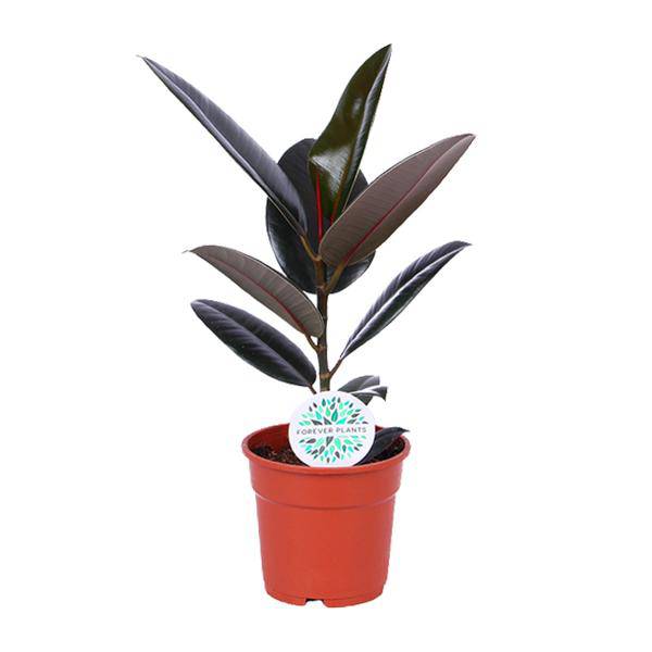 Gummibaum Ficus Elastica Abidjan Zimmerpflanze Ø17cm ↕55cm – pflegeleichte Grünpflanze für Wohnzimmer, Büro & helle Standorte kaufen – Plant