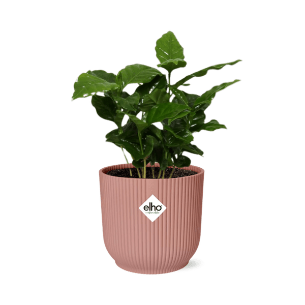 Kaffee Pflanze Coffea Arabica Zimmerpflanze – pflegeleichte Grünpflanze für Wohnzimmer, Büro & helle Standorte kaufen – Plant