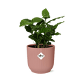 Kaffee Pflanze Coffea Arabica Zimmerpflanze – pflegeleichte Grünpflanze für Wohnzimmer, Büro & helle Standorte kaufen – Plant