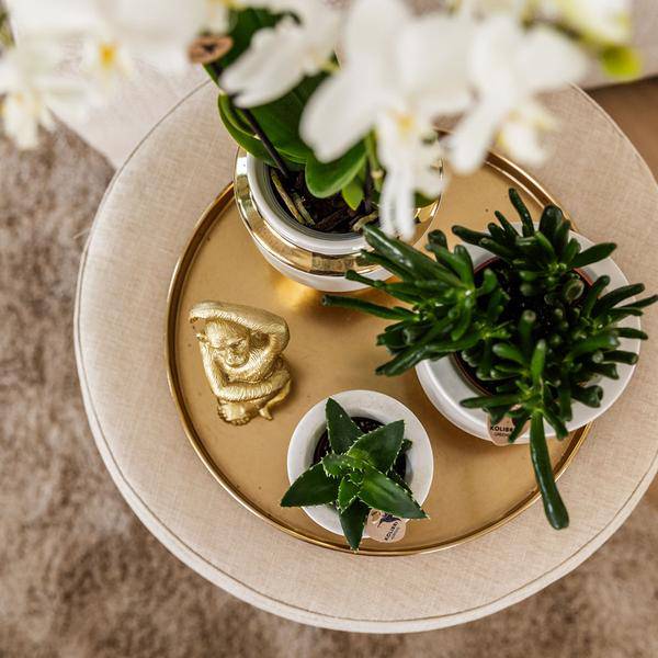 Le Chic Blumentopf Zimmerpflanze Ø9cm mit dekorativem Übertopf – blühende Orchidee für Wohnzimmer, Büro & helle Standorte kaufen – Plant