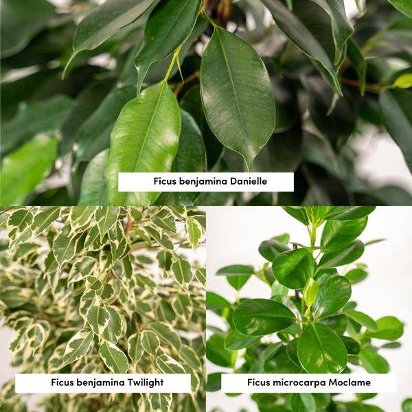 Pflanzenset Ficus Benjamina Danielle + Twilight + Microcarpa Moclame – Zimmerpflanzen – je Ø21cm – ca. 95cm Höhe – Luftreinigende grüne Schönheiten für helle Innenräume – Plant