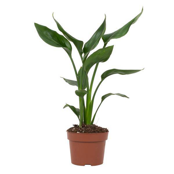 Strelitzia Reginae – Paradiesvogelblume – Zimmerpflanze ↕35cm – Ø12cm – Exotische Blühpflanze mit orangen & blauen Blüten – Plant