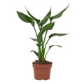 Strelitzia Reginae – Paradiesvogelblume – Zimmerpflanze ↕35cm – Ø12cm – Exotische Blühpflanze mit orangen & blauen Blüten – Plant