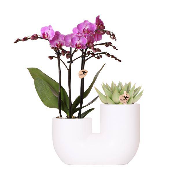 Orchidee Vienna Rosa & Sukkulente im weißen Duo – Ziertopf Ø9cm – Elegantes Pflanzset mit Phalaenopsis & Miranda – Zimmerpflanze & Geschenkidee – Plant