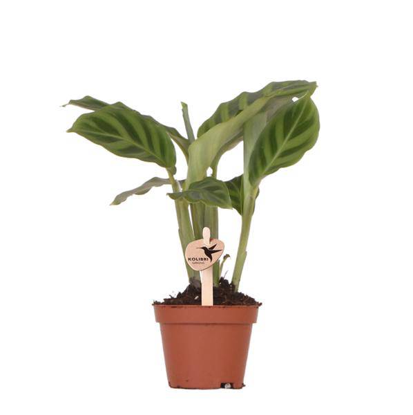 Calathea – Korbmarante – Zimmerpflanze Ø6cm – Luftreinigende tropische Blattschmuckpflanze mit auffälligem Blattmuster – Plant