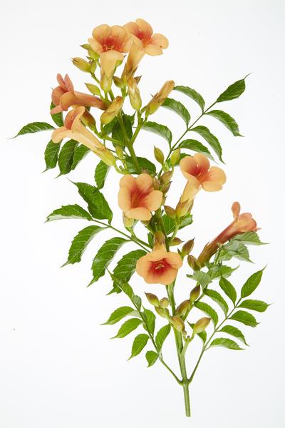 Trompetenblume Orange Gartenpflanze Ø15cm ↕65cm – winterharte Pflanze für Garten, Balkon, Terrasse, Kübel & Beet online kaufen – Plant