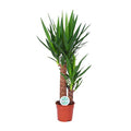 Palmlilie – Yucca Elephantipes – Zimmerpflanze – Ø17cm – Höhe ca. 80cm – pflegeleicht & luftreinigend – Plant
