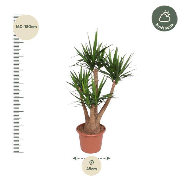 Riesen – Palmlilie – Yucca Elephantipes verzweigt – Zimmerpflanze 170cm – Ø45cm – Pflegeleichte Grünpflanze mit langen, spitzen Blättern – Plant