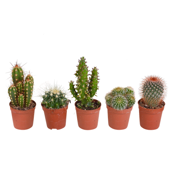 Kakteen Mix – 3 Zimmerpflanzen – Ø8,5cm – Verschiedene Kakteen im Mix – Pflegeleichte Sukkulenten – Mini – Kakteen für Fensterbank, Büro & Wohnzimmer – Plant