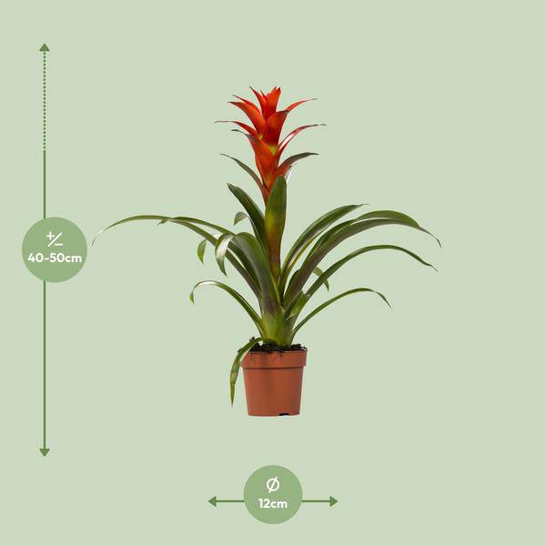 Bromelie Guzmania Ostara Zimmerpflanze Ø12cm ↕45cm – pflegeleichte Grünpflanze für Wohnzimmer, Büro & helle Standorte kaufen – Plant