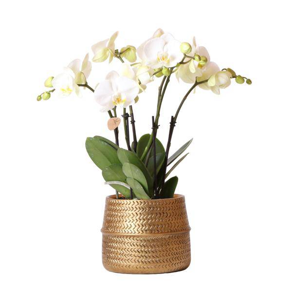 Weiße Phalaenopsis Orchidee Juwel Gent Zimmerpflanze Ø12cm ↕40cm – blühende Orchidee für Wohnzimmer, Büro & helle Standorte kaufen – Plant